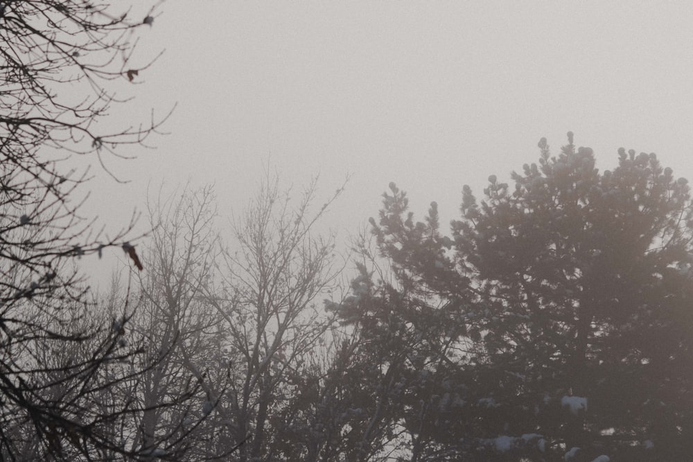 a bird is flying in the foggy sky