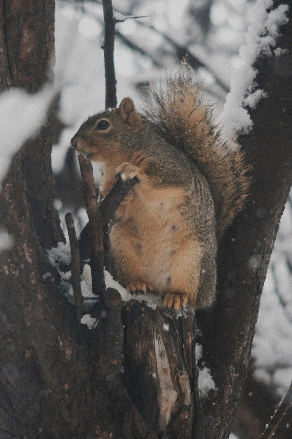 a squirrel sitting on a tree branch in the snow