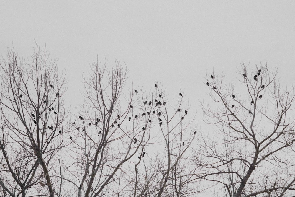 a flock of birds sitting on top of a tree