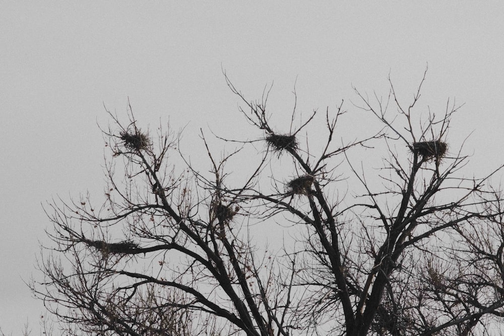 a flock of birds sitting on top of a tree