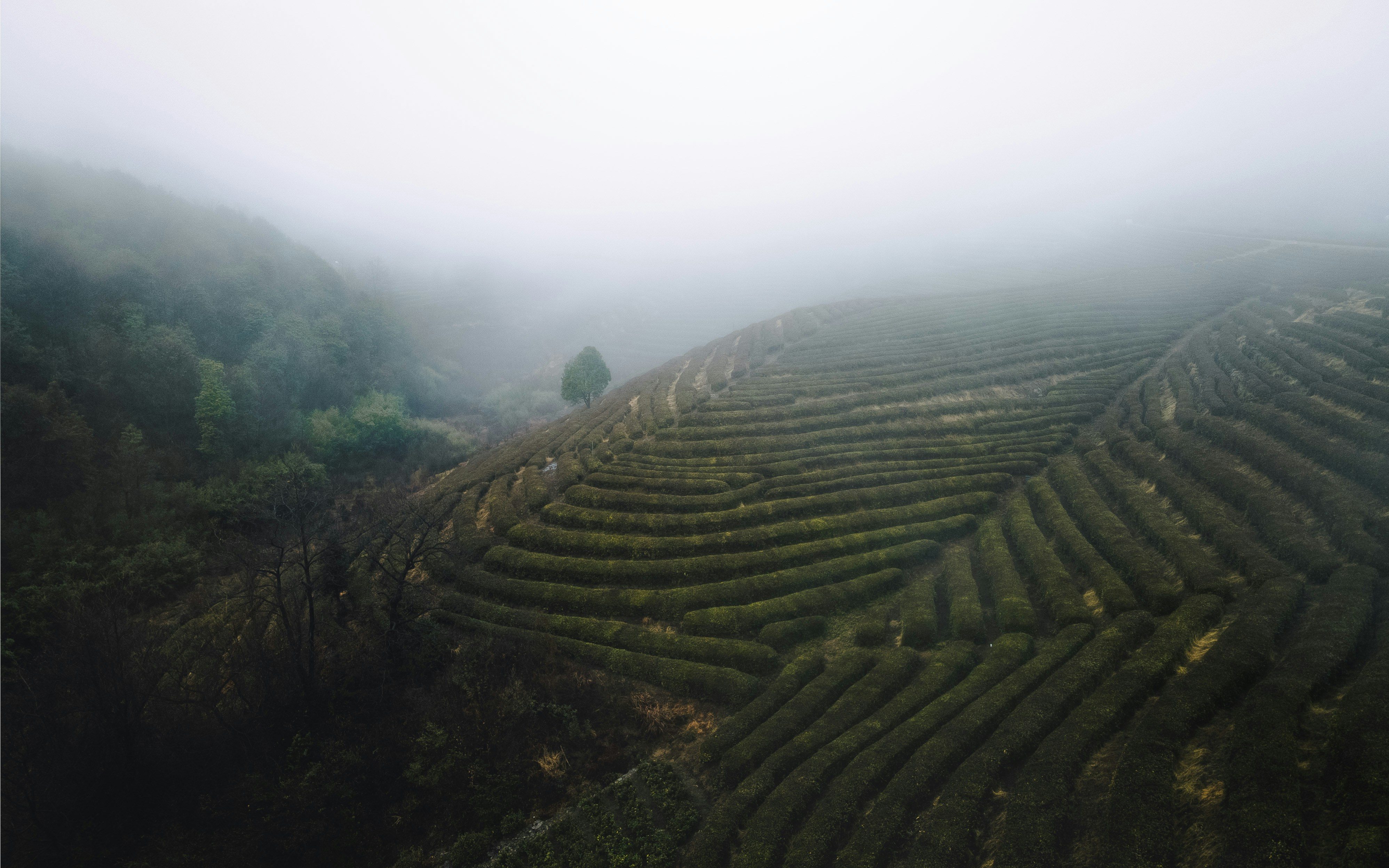 前景に並木がある霧の風景