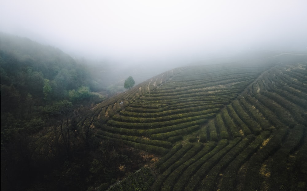 a foggy landscape with a row of trees in the foreground