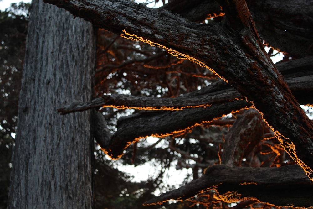 a close up of a tree with lights on it