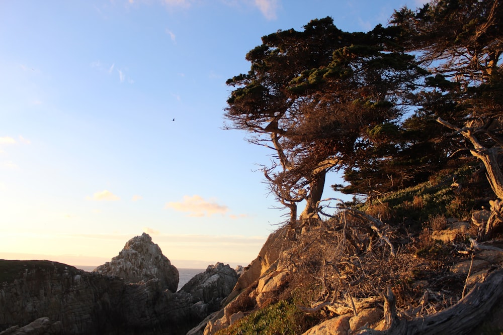 un árbol en la cima de una montaña con un fondo de cielo