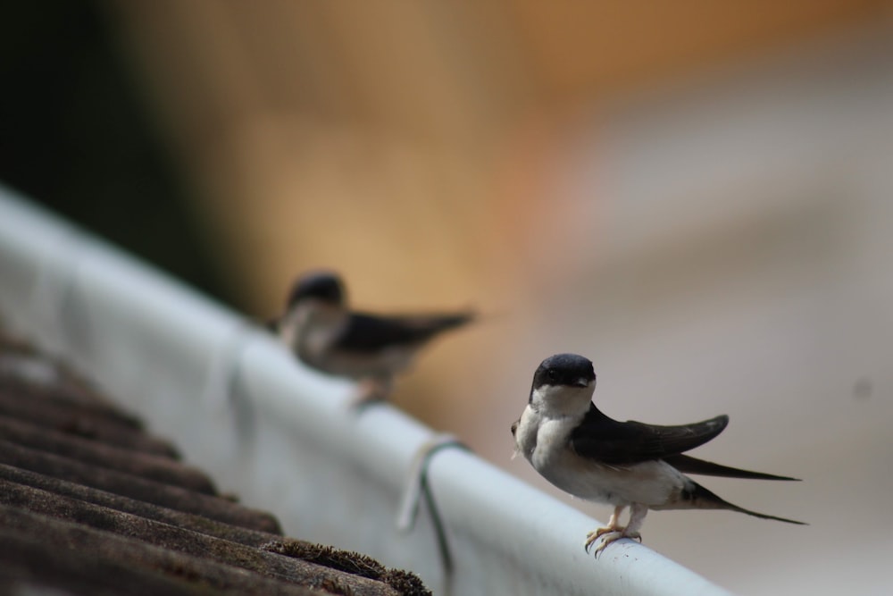a couple of small birds standing on top of a roof