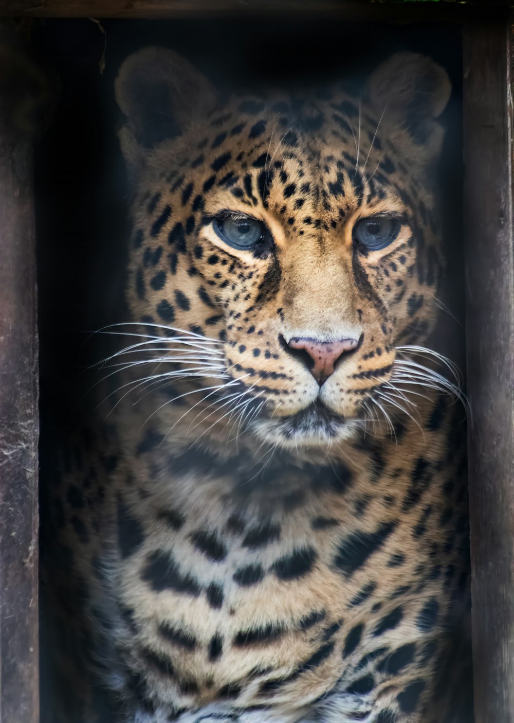 a close up of a leopard in a cage