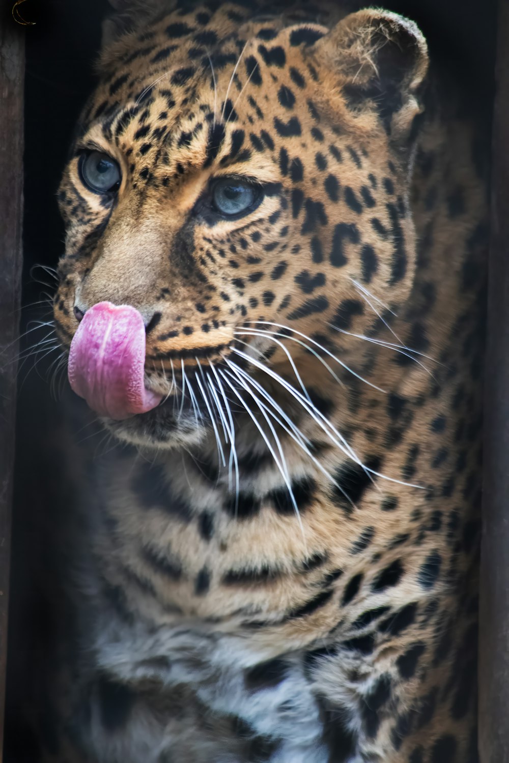 a close up of a leopard with a tongue sticking out