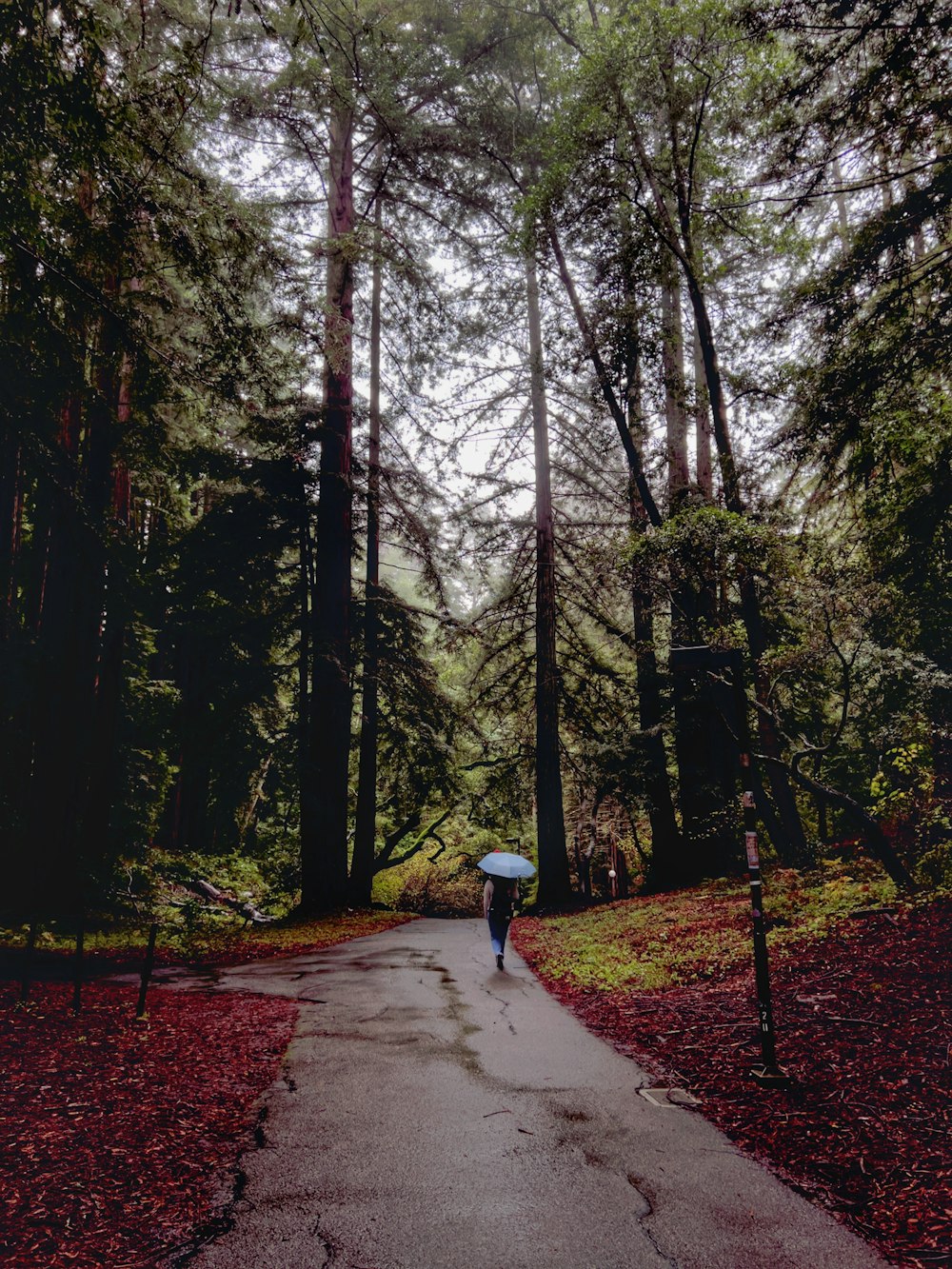 a person walking down a path with an umbrella