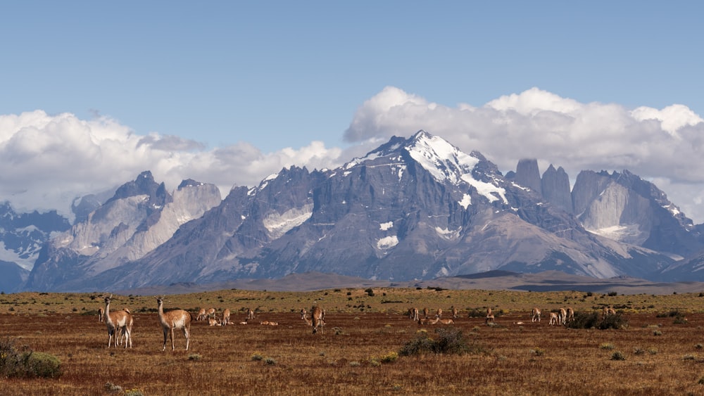 a herd of animals standing on top of a grass covered field