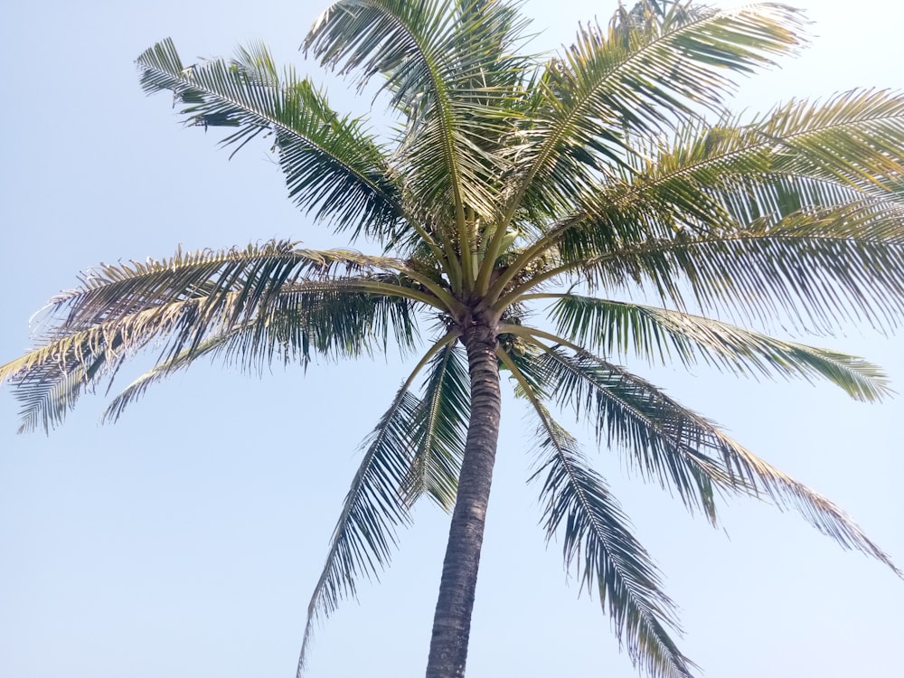 a palm tree with a blue sky in the background