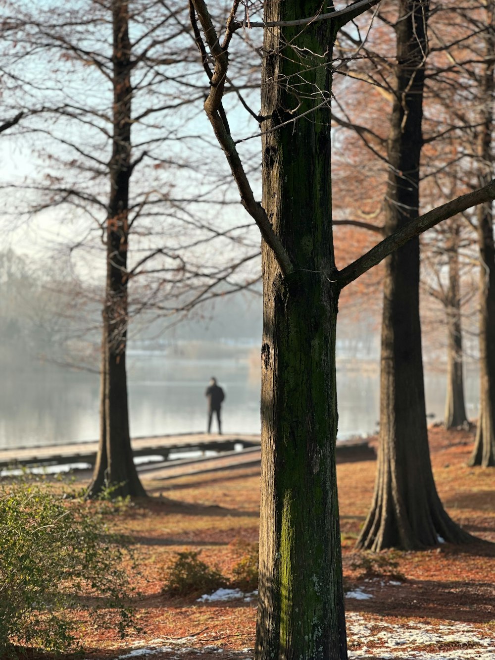 a person walking through a park next to trees