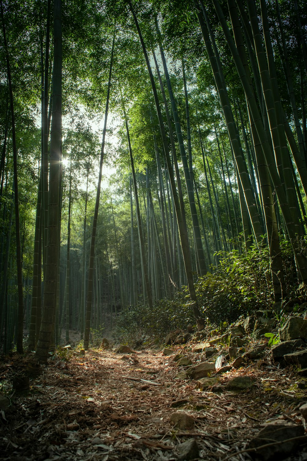 O sol brilha através das árvores em uma floresta de bambu