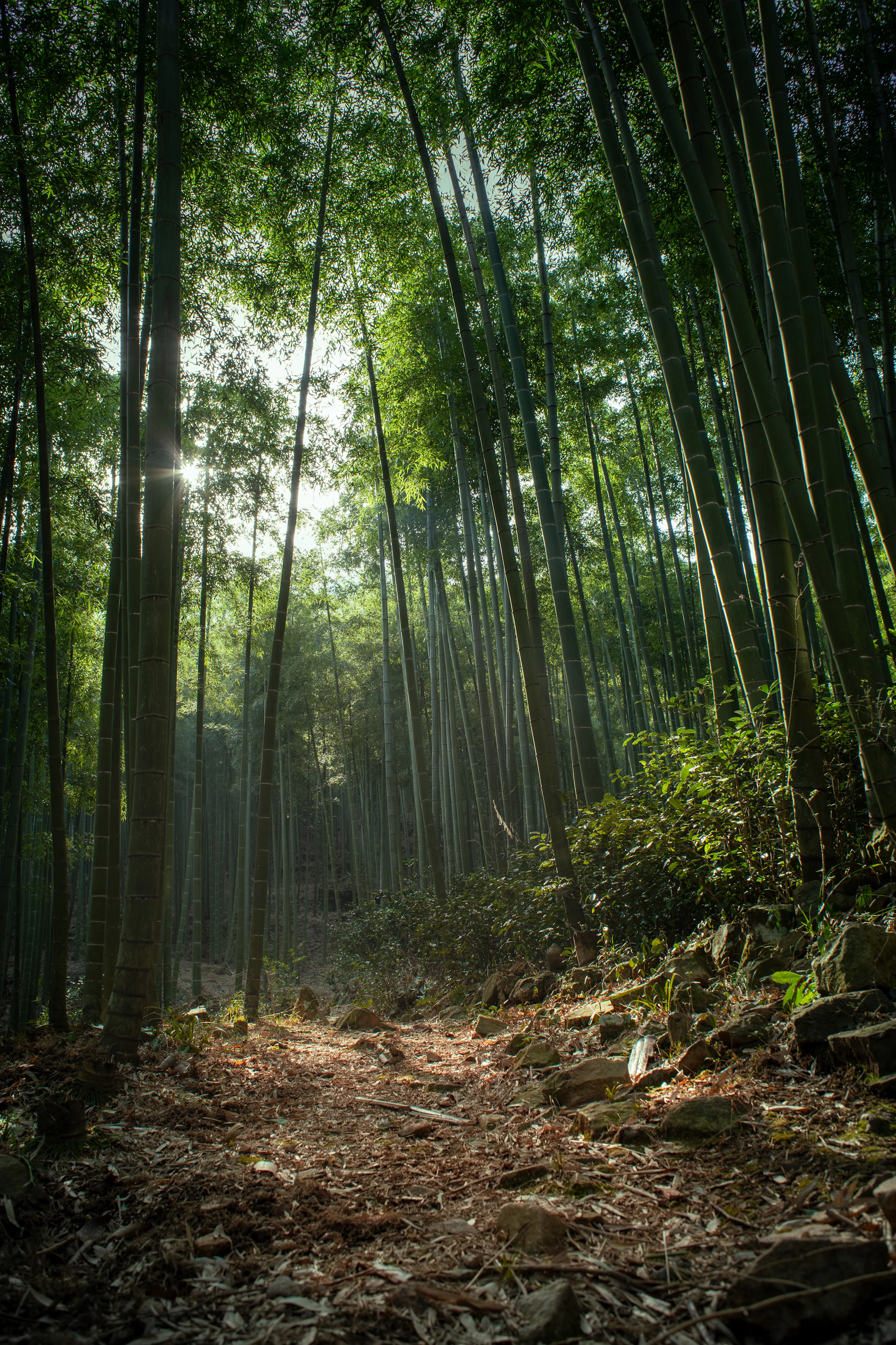 the sun shines through the trees in a bamboo forest