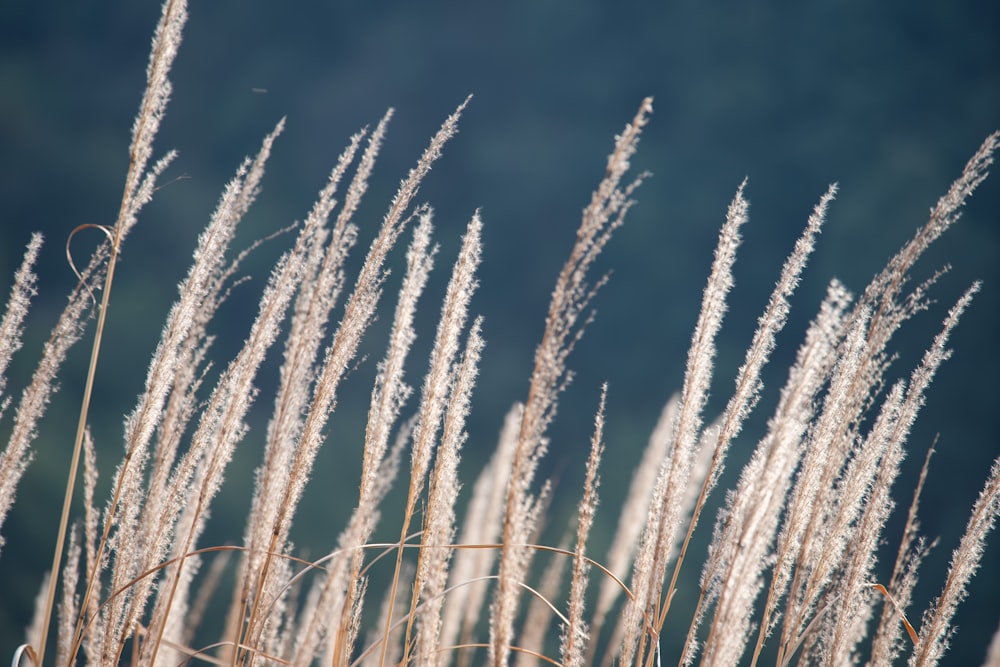 a close up of a bunch of tall grass