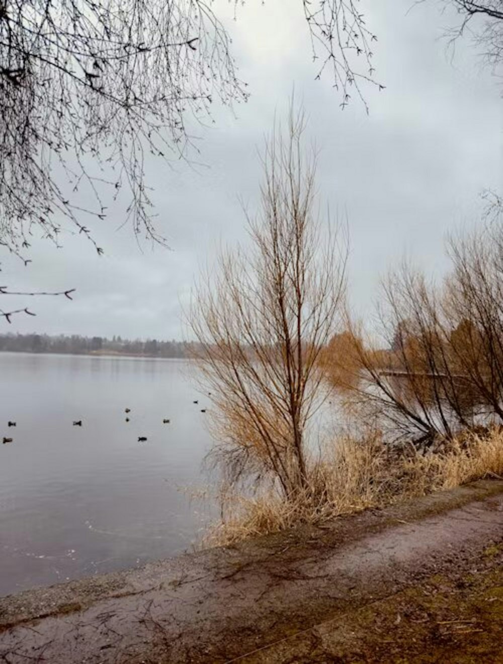 a body of water with ducks swimming in it