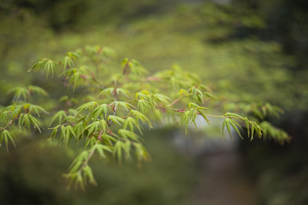 a close up of a tree branch with green leaves
