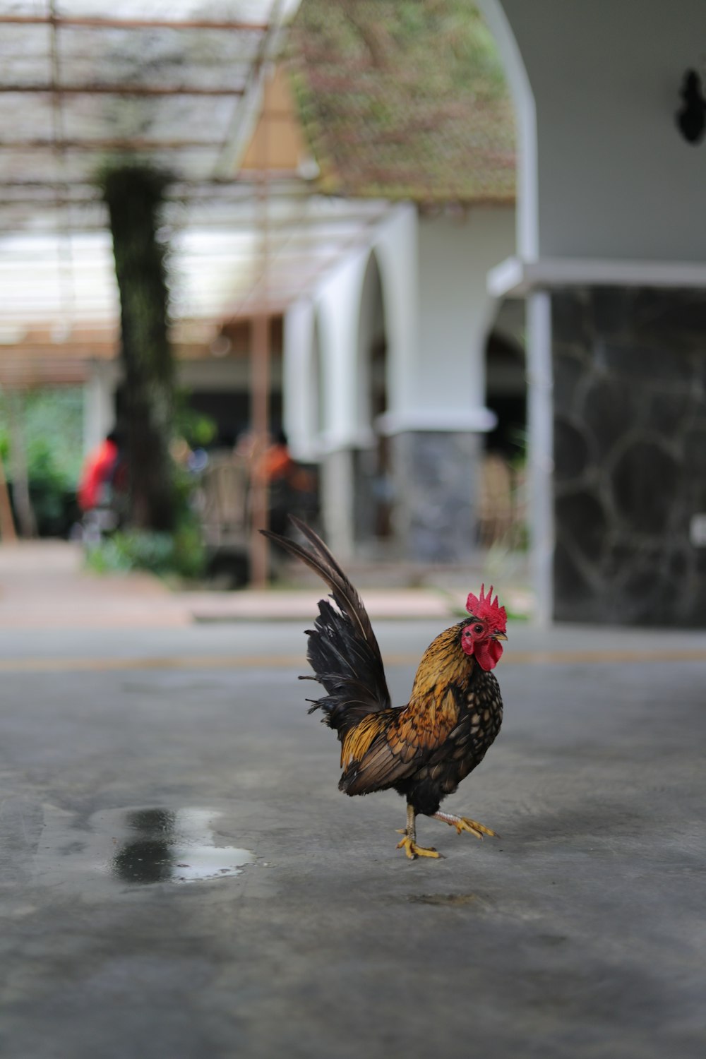 a rooster standing on the ground in a courtyard