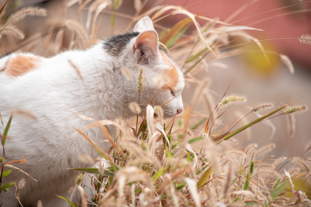 a white and orange cat standing in a field of tall grass