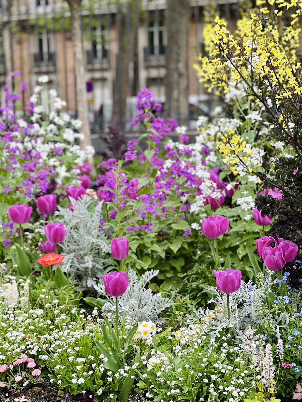 un giardino pieno di tanti fiori viola e bianchi