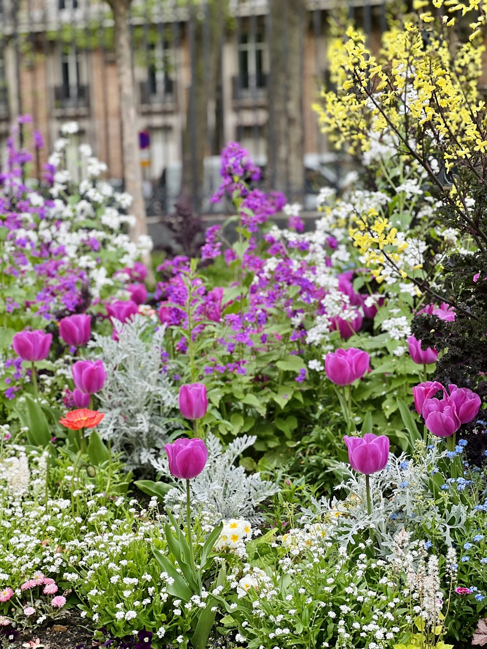 a garden filled with lots of purple and white flowers