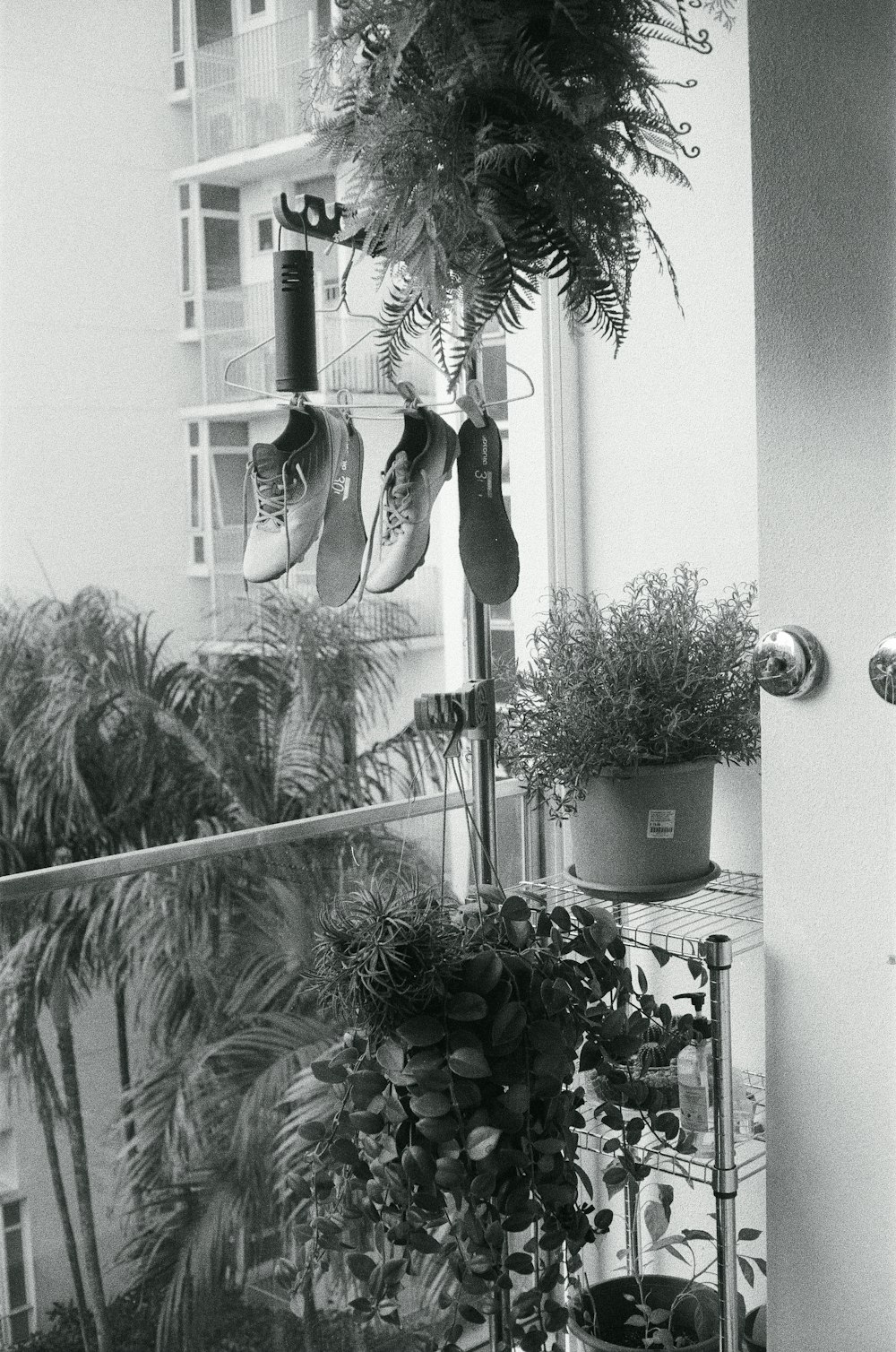 a black and white photo of shoes hanging from a window