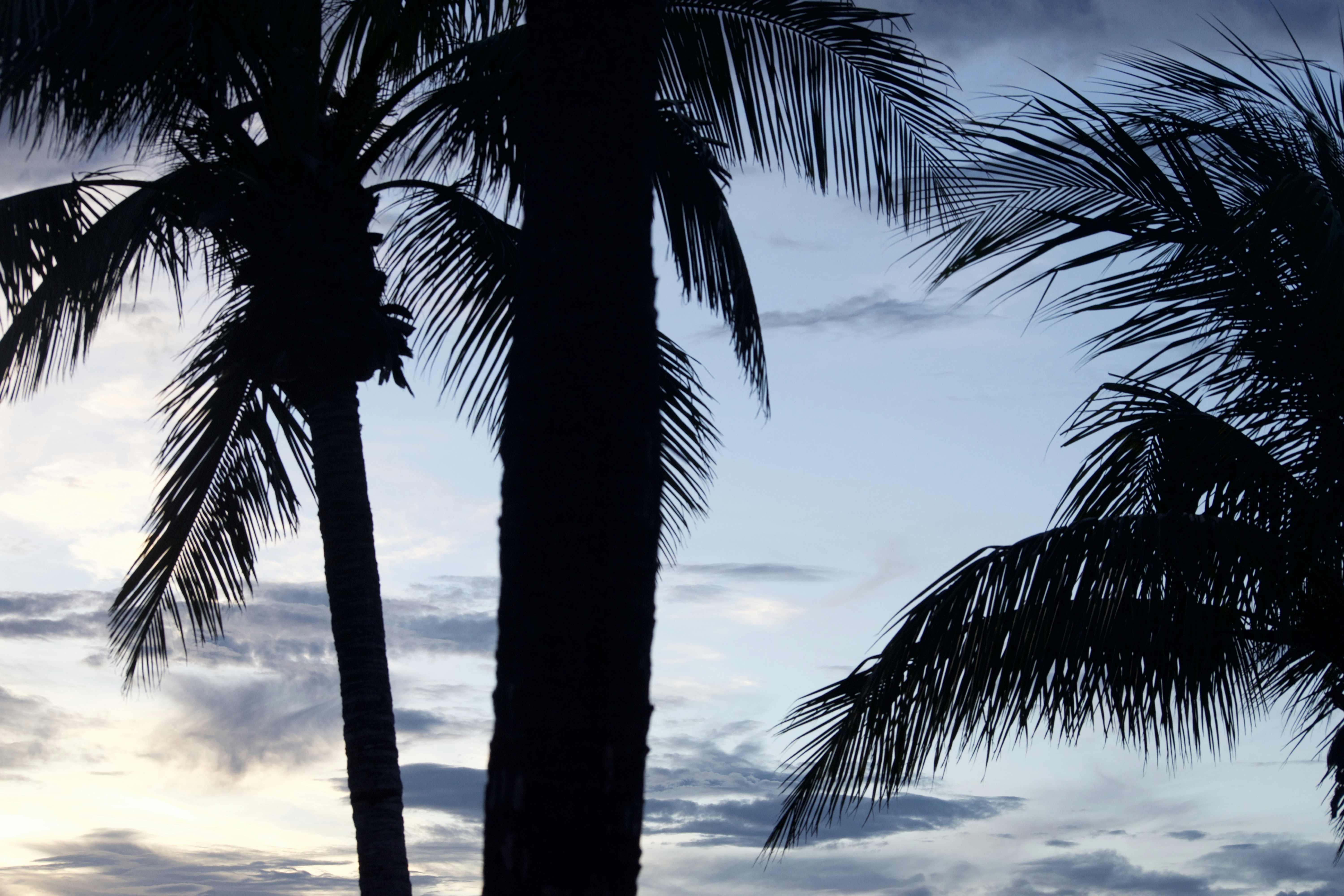 Photo by southernpostralis