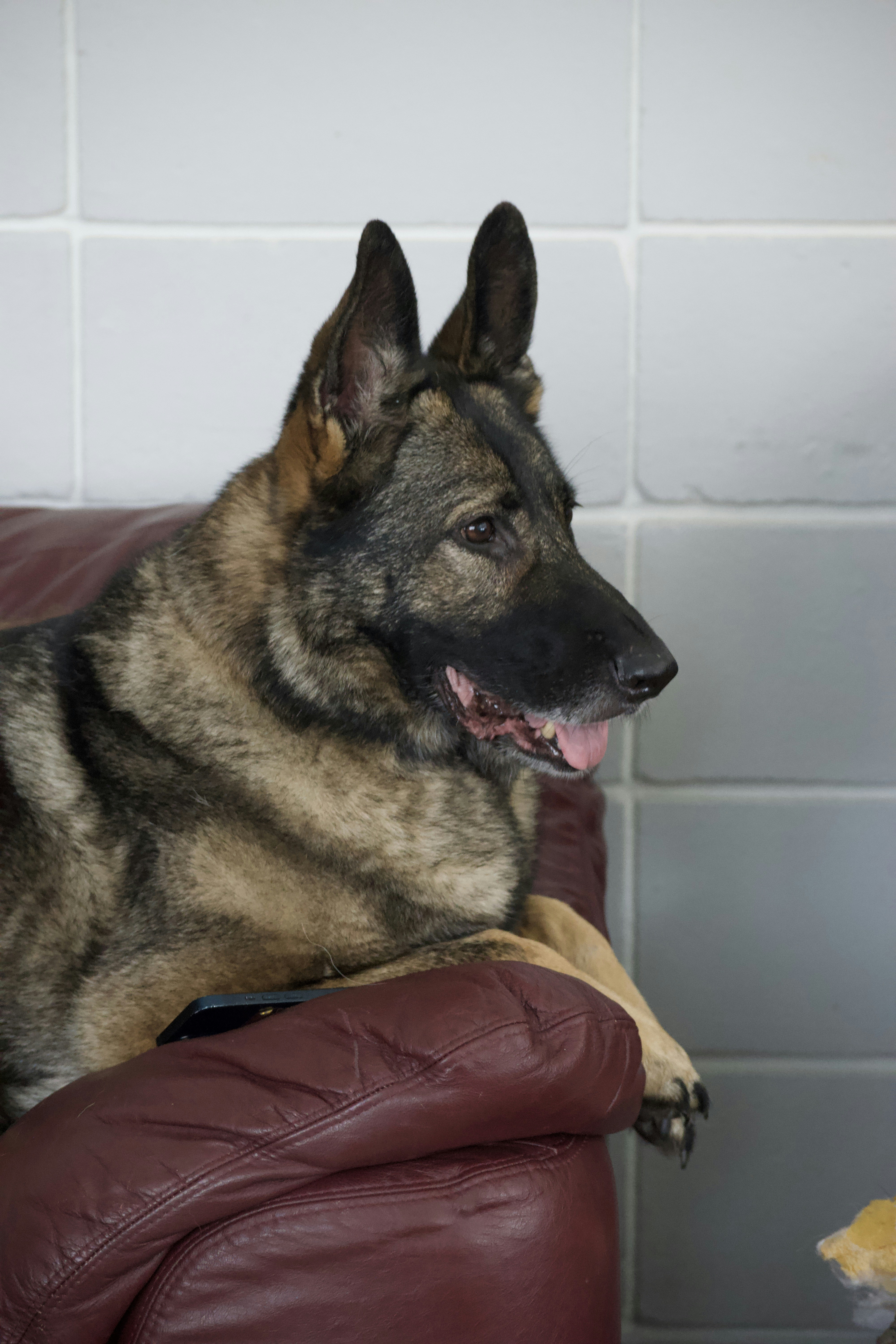 Photo by southernpostralis