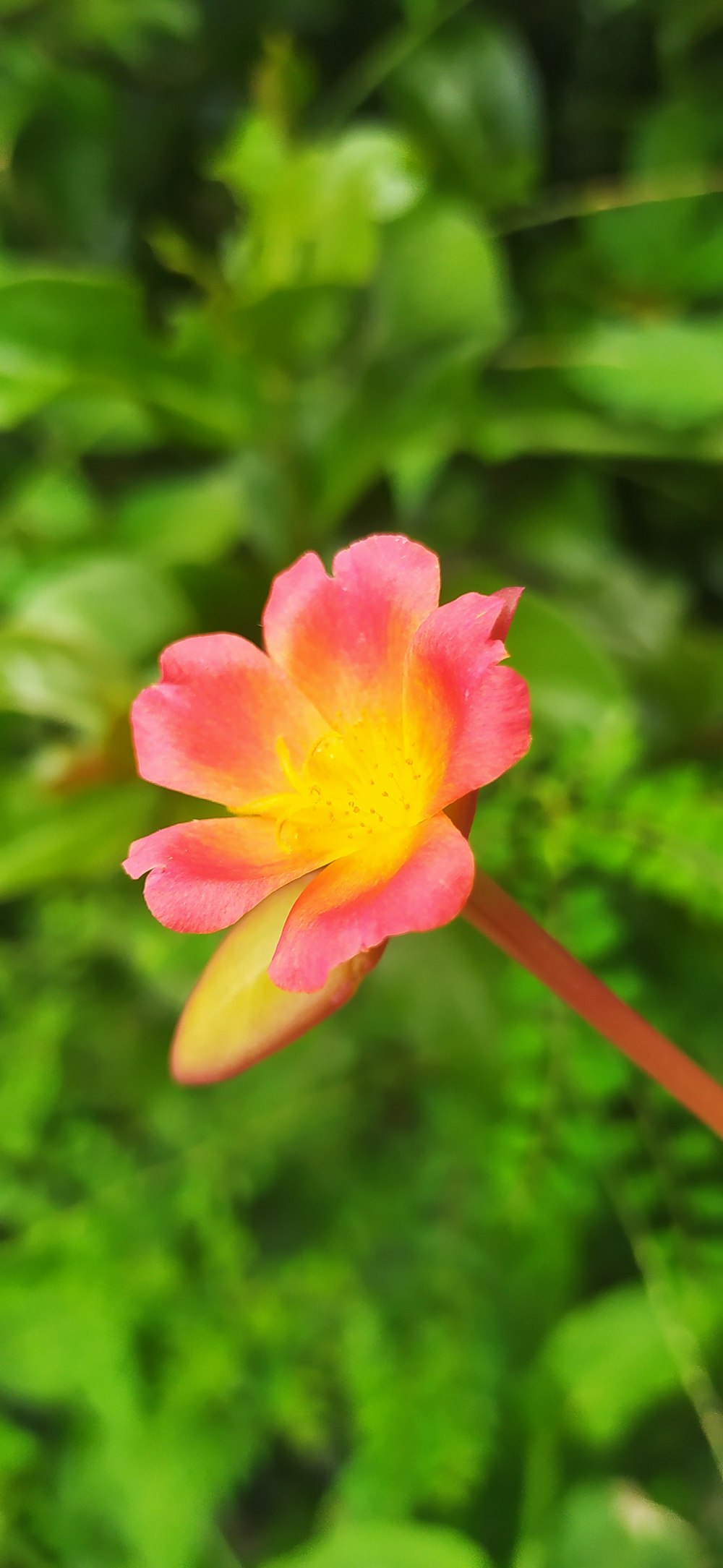 a pink and yellow flower with green leaves in the background