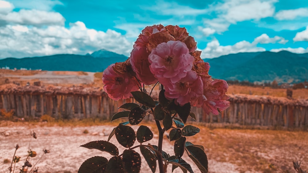 a pink flower in a field with mountains in the background