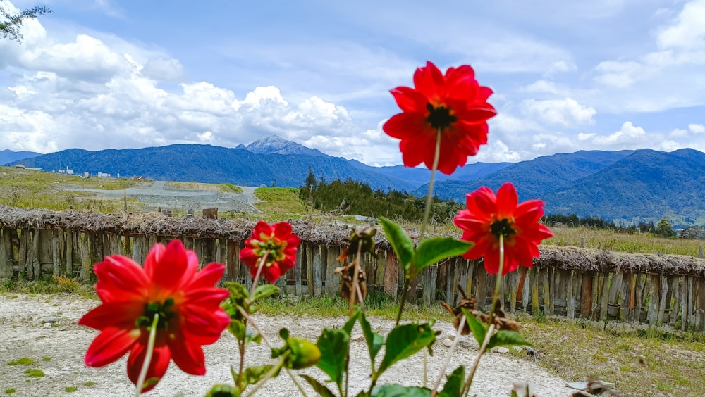 red flowers in a field with mountains in the background
