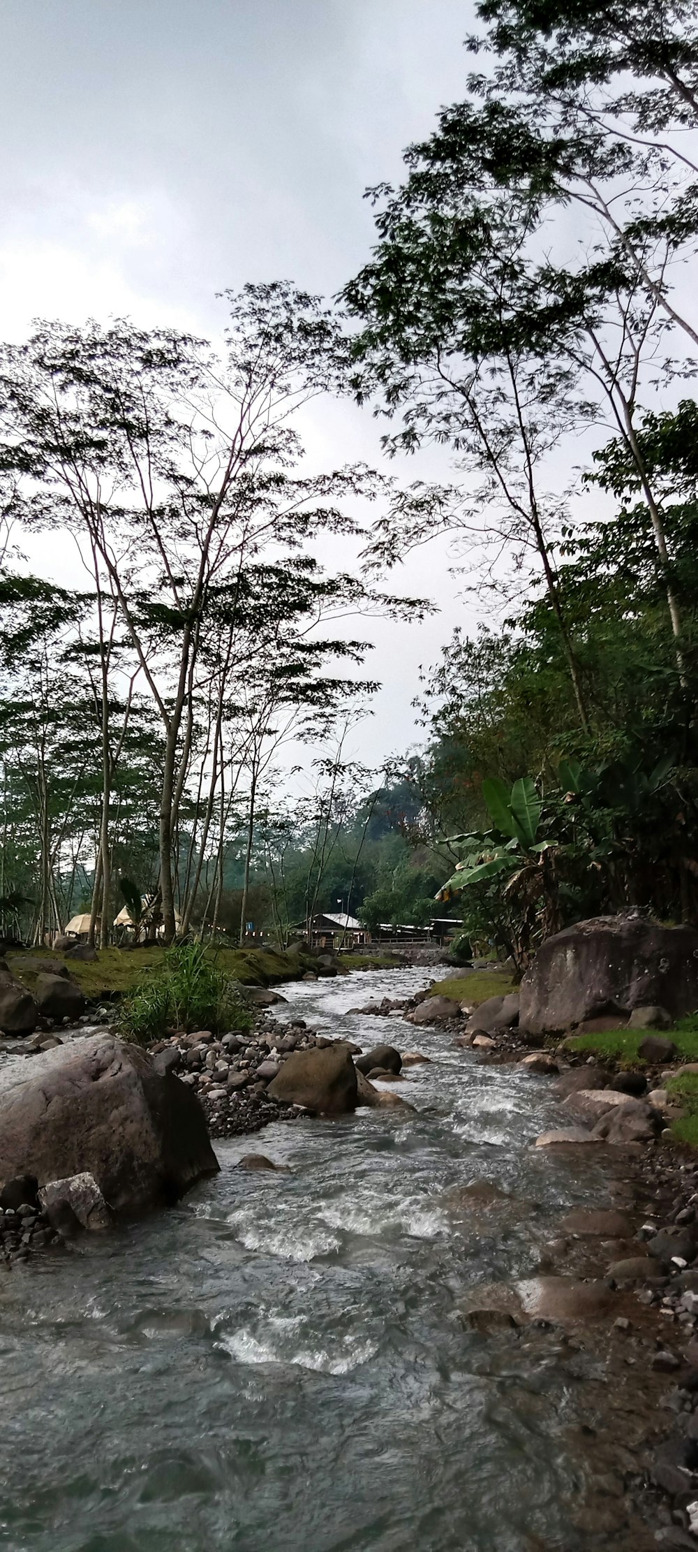 a river running through a lush green forest