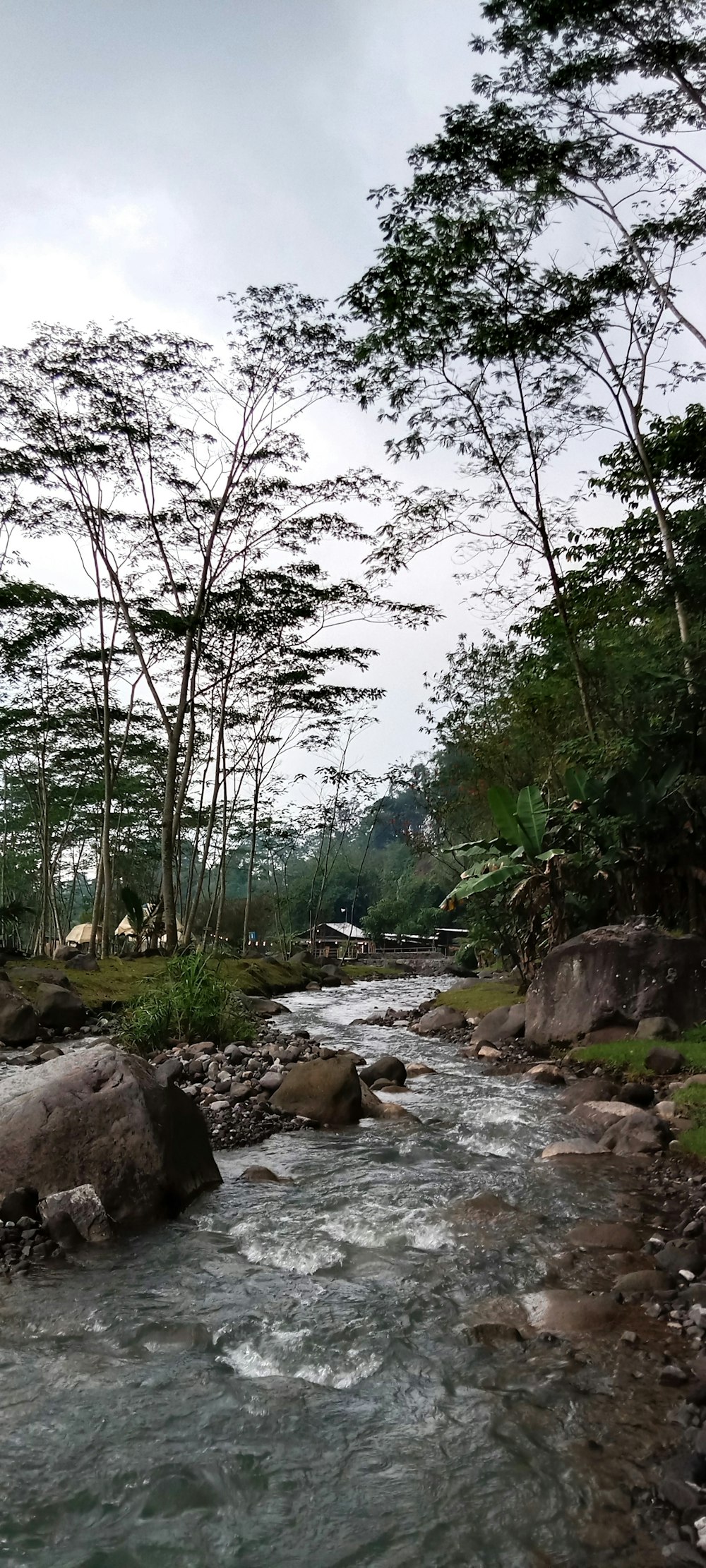 un fiume che scorre attraverso una foresta verde e lussureggiante