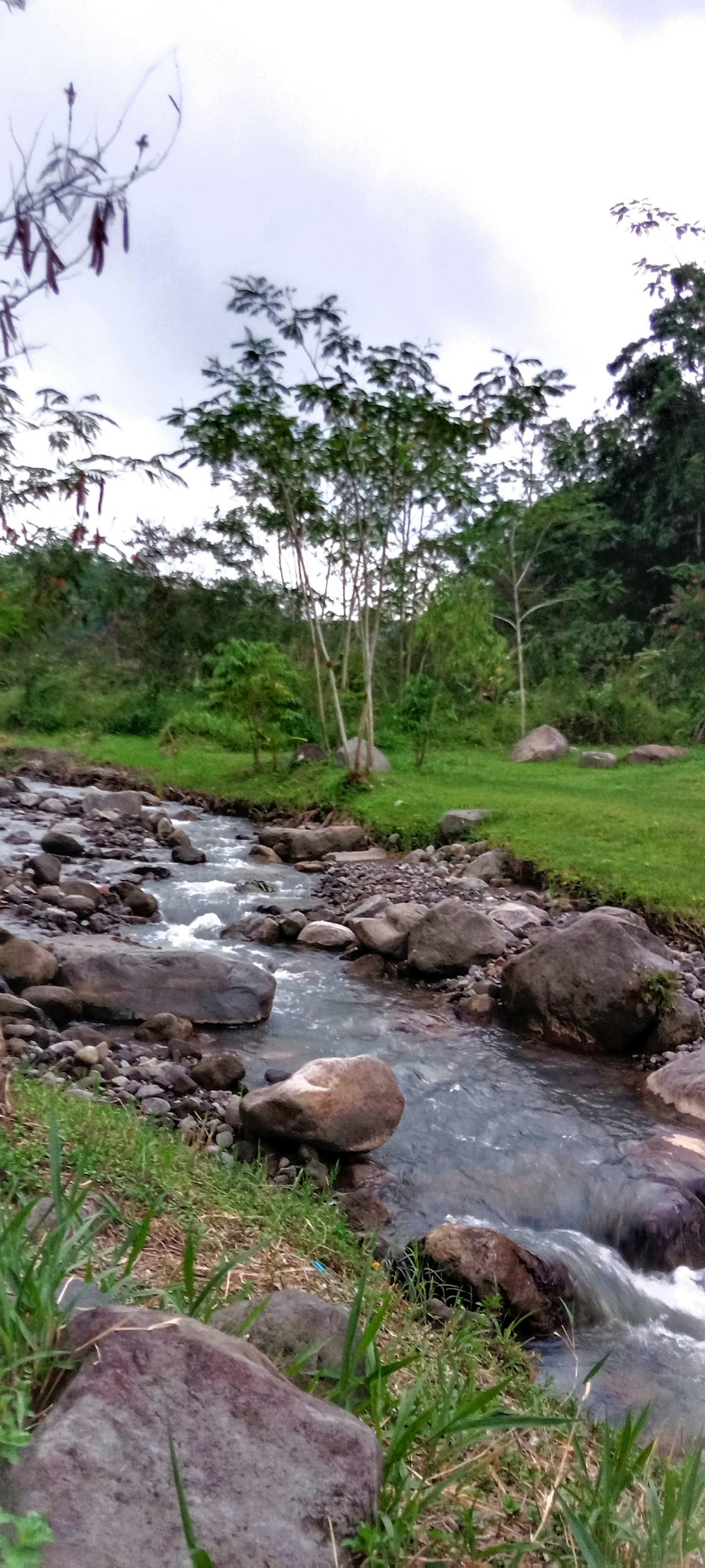 a stream running through a lush green forest