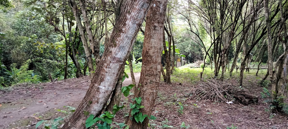 a dirt path in the middle of a forest