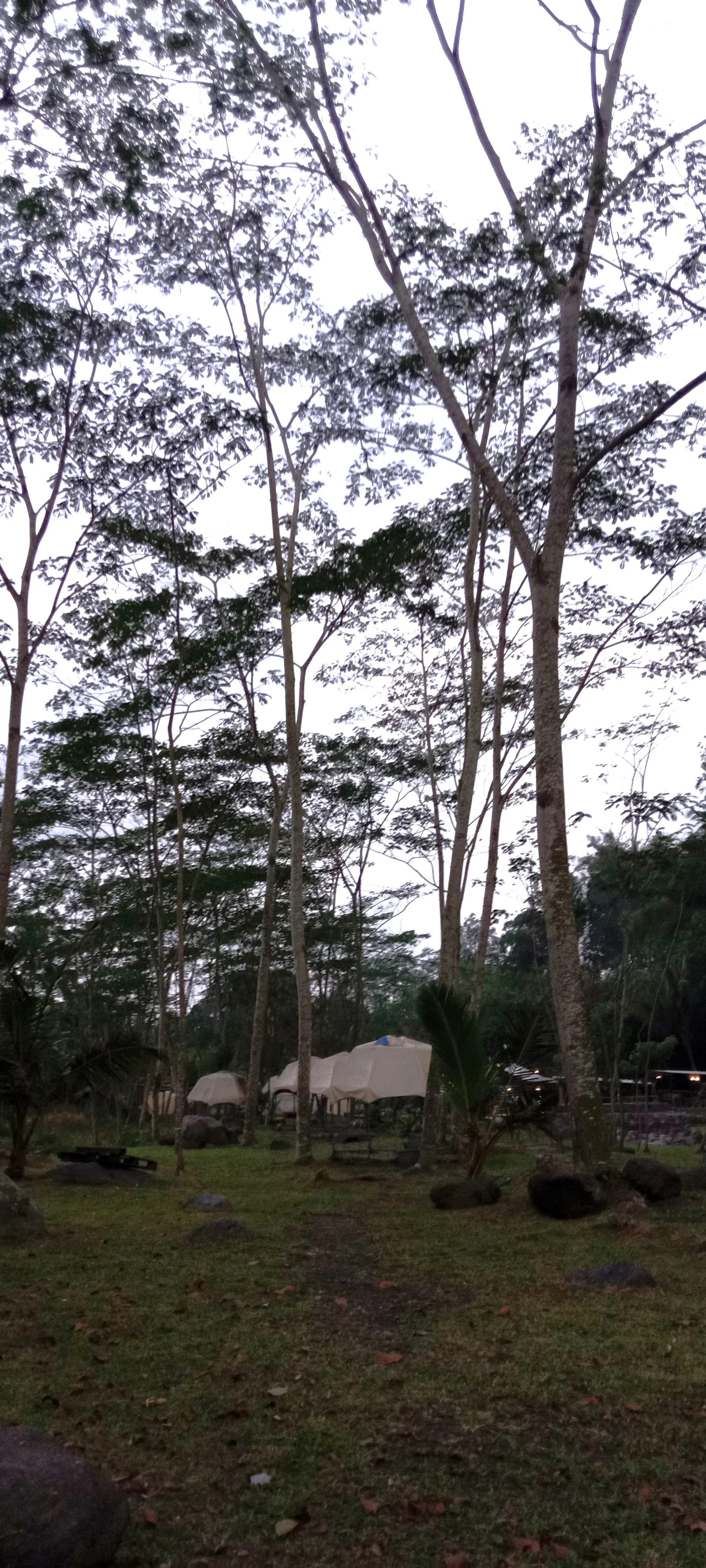 Placeholder for The Drasco Campsite: Tents nestled in the trees