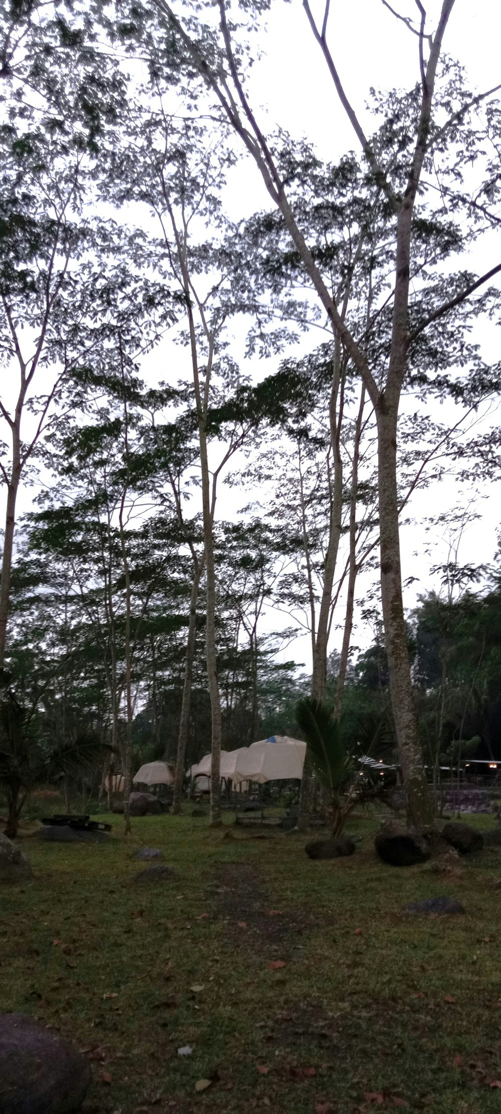 a group of tents sitting in the middle of a forest