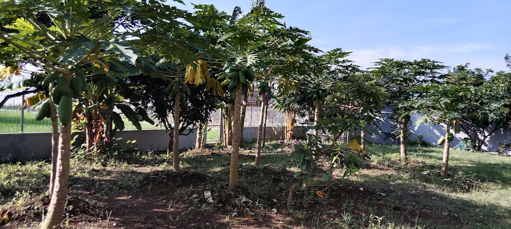 un bouquet d’arbres qui sont dans l’herbe