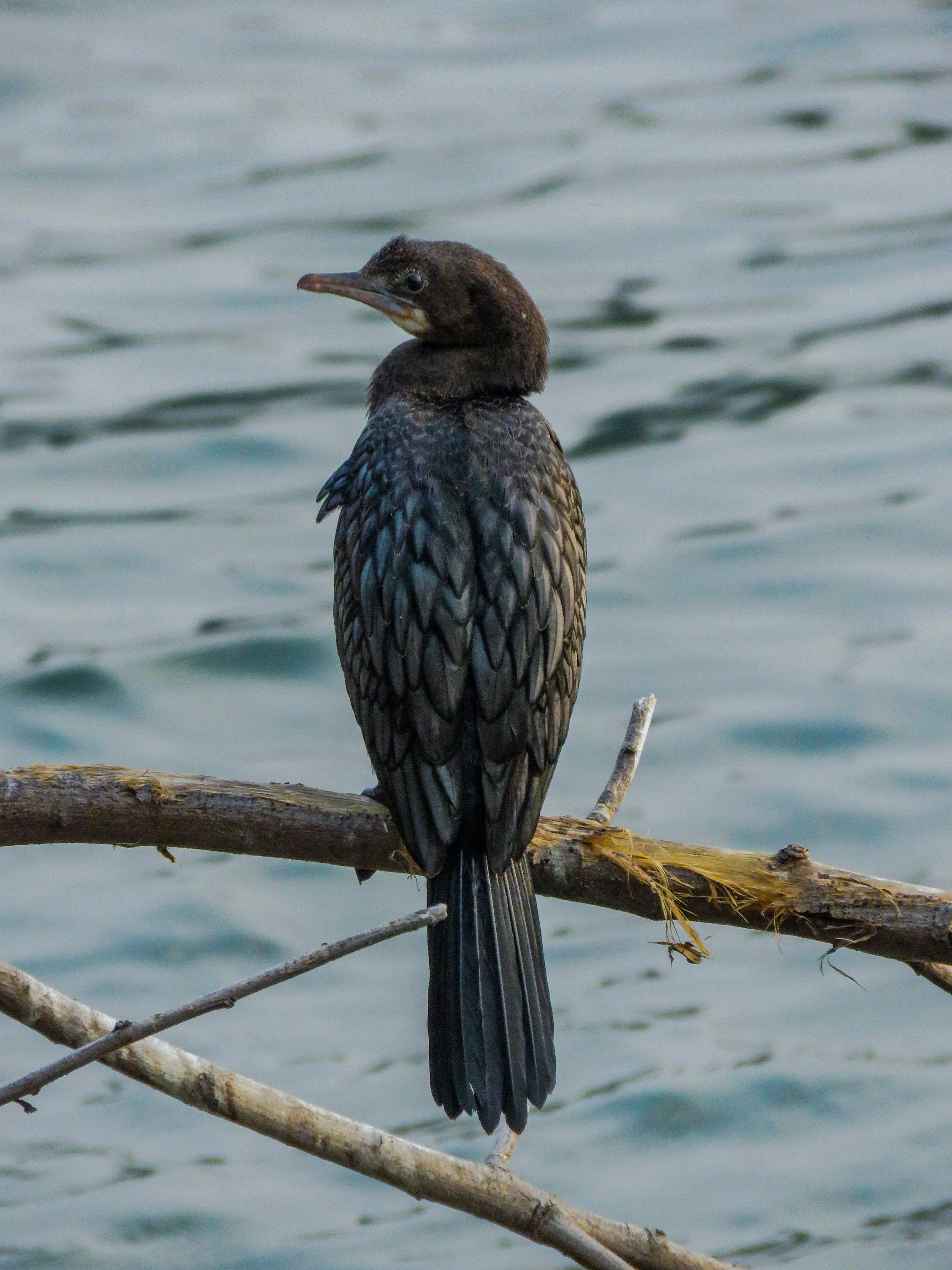 Photo by anandramavath_786