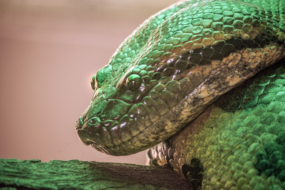 a close up of a green snake on a branch