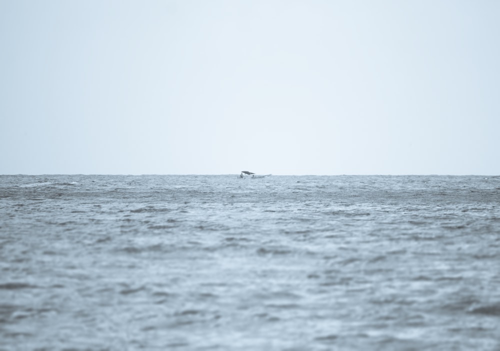 a bird flying over a large body of water