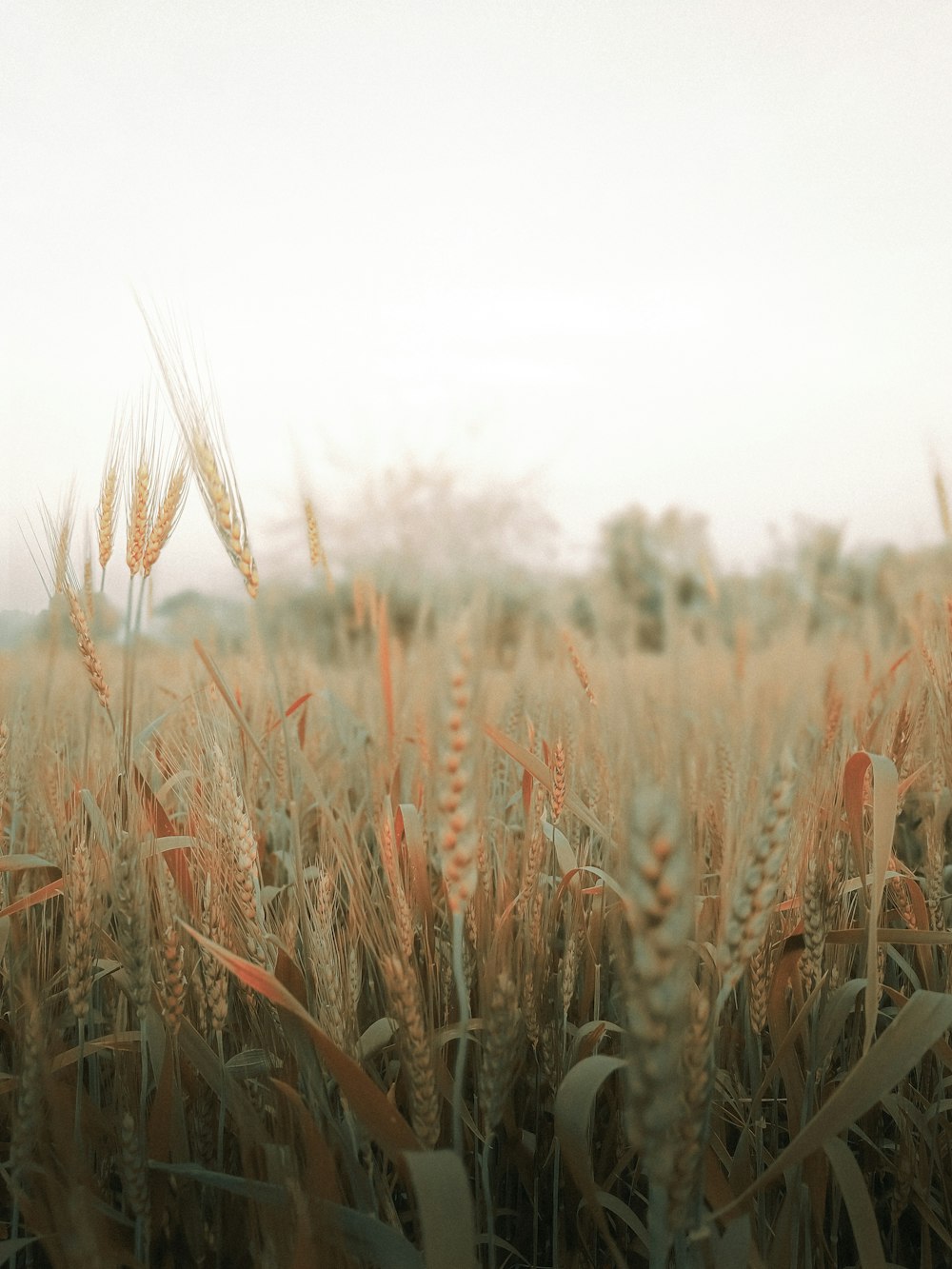 a field of wheat with a sky background