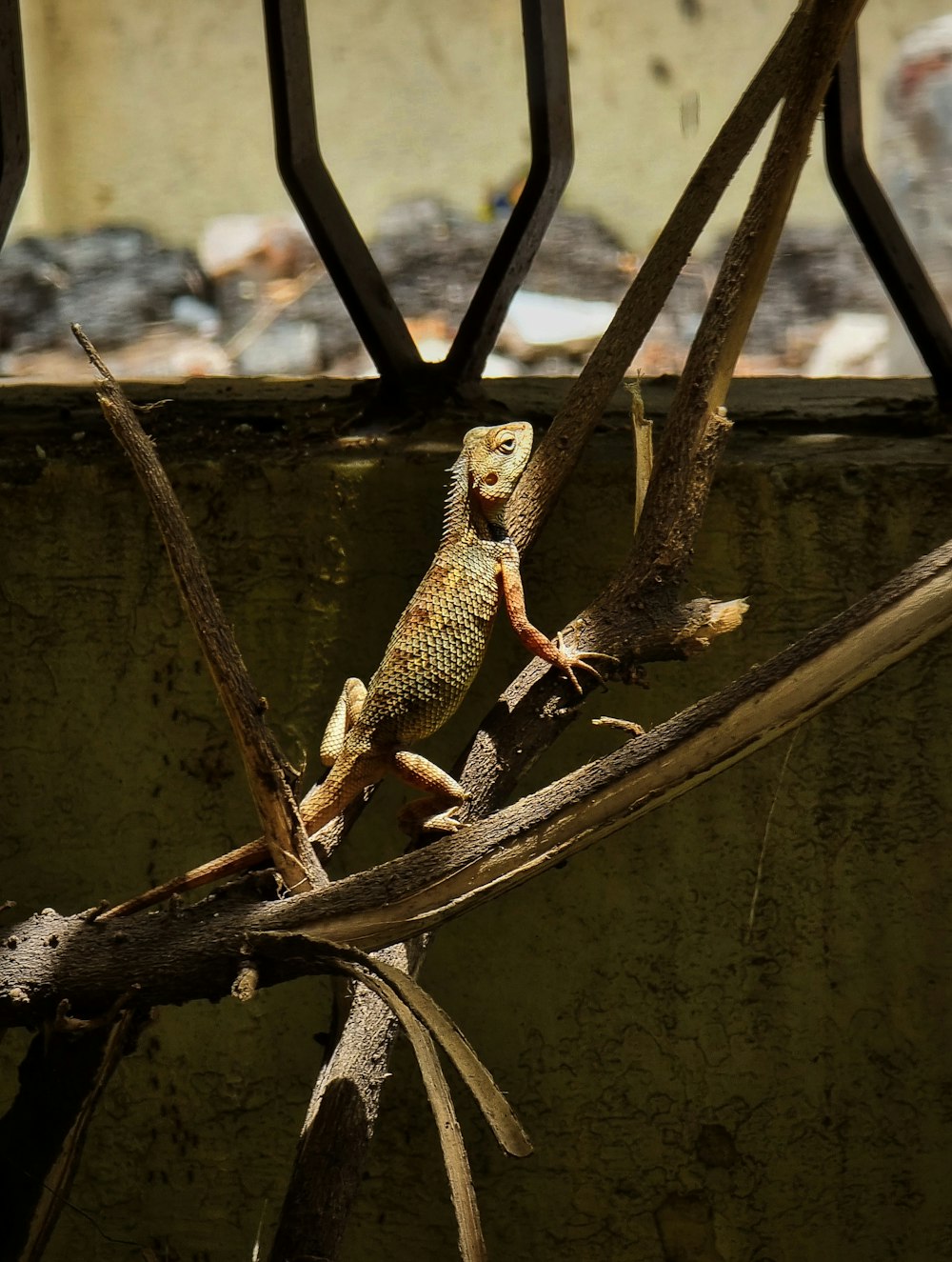 a lizard sitting on top of a tree branch