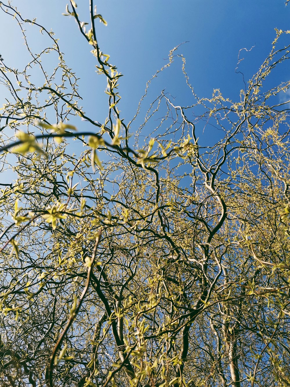 the branches of a tree against a blue sky