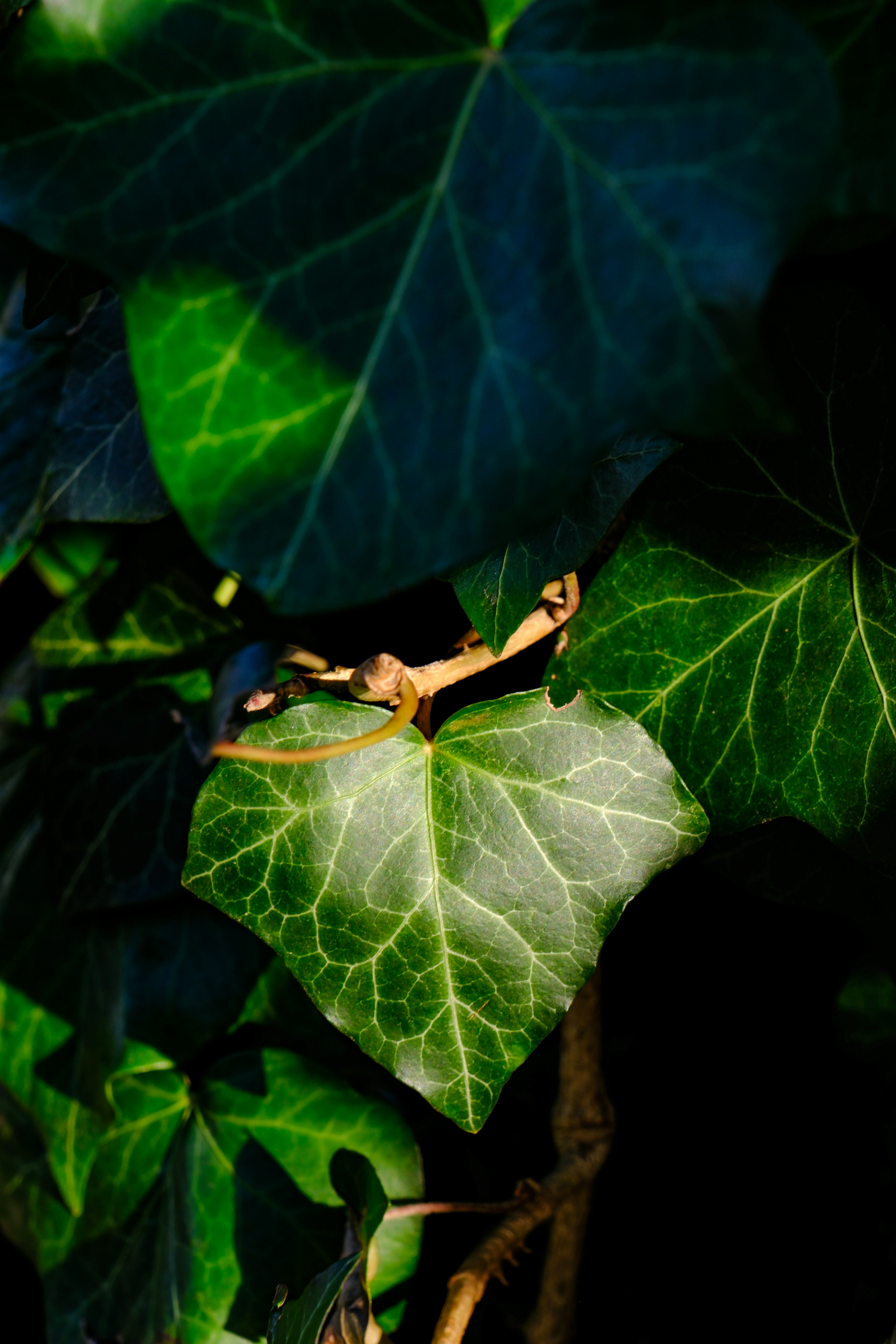 Photo by cestmoisheedy