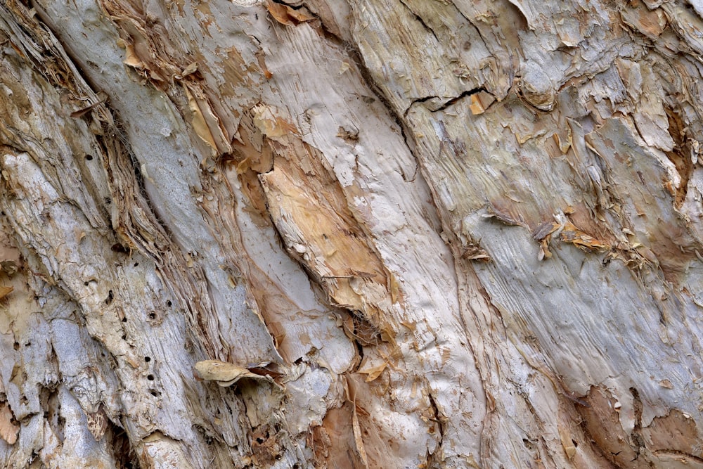 a close up view of a tree trunk