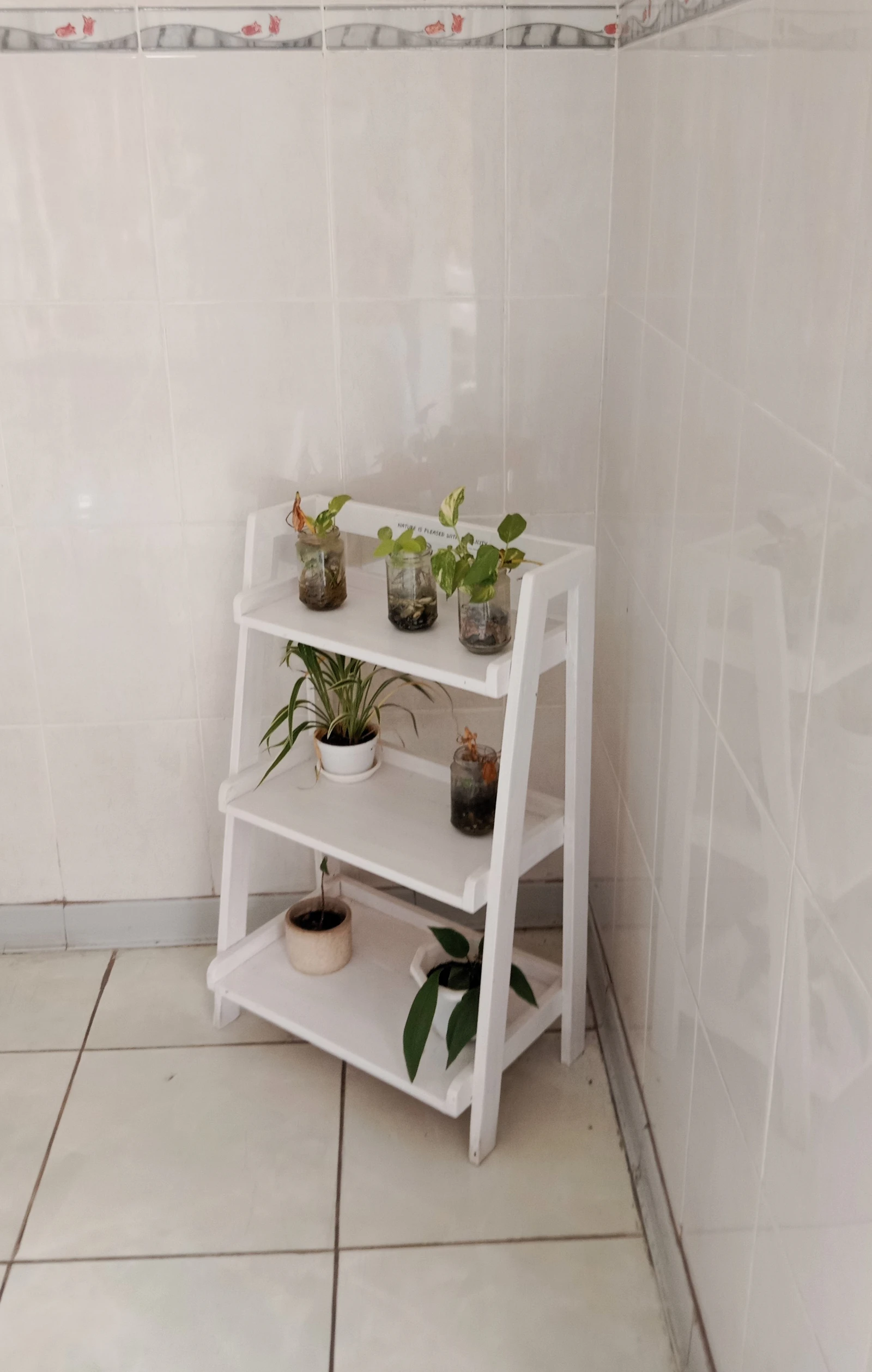 A varied collection of potted houseplants displayed together on a white shelf — the kind of mixed assortment where look-alikes hide in plain sight