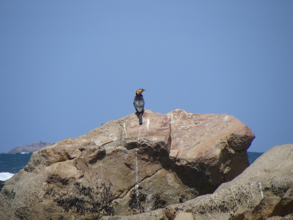 a bird sitting on top of a large rock near the ocean