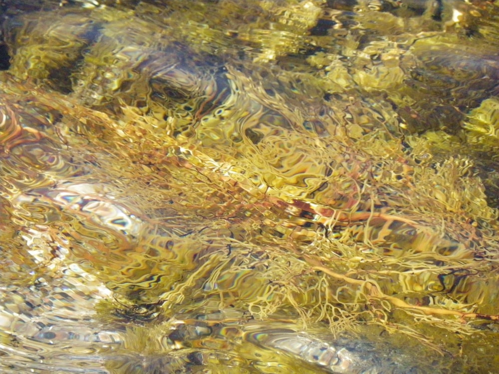 a close up of water with plants and rocks in it