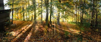 parcours dans les arbres (accrobranche) du mont-dore