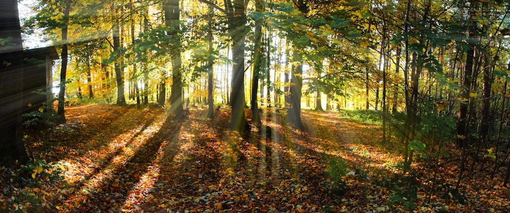 Die Sonne scheint durch die Bäume im Wald